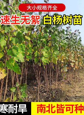 白杨树苗107速生384无絮杨树苗