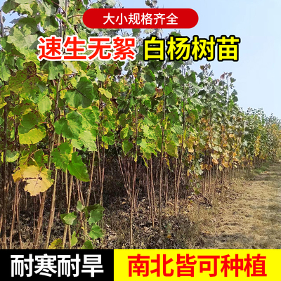 白杨树苗107速生384无絮杨树苗