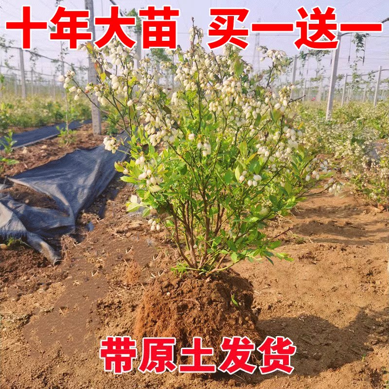 蓝莓树果苗带果蓝莓苗盆栽庭院南方北方种植特大水果树苗当年结果