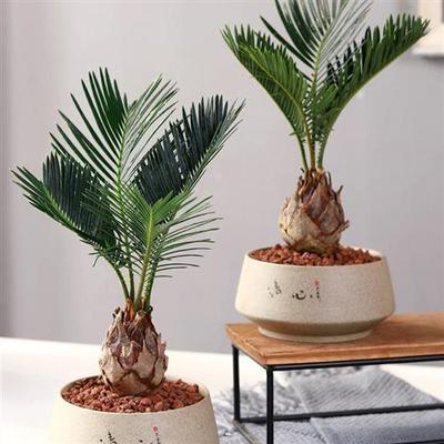 铁树盆栽植物室内花卉盆栽易活桌上办公室绿植好养活四季不怕晒的