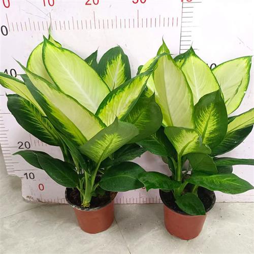 玛丽安万年青盆栽银皇后粉黛室内桌面大绿植花卉彩叶植物净化空气