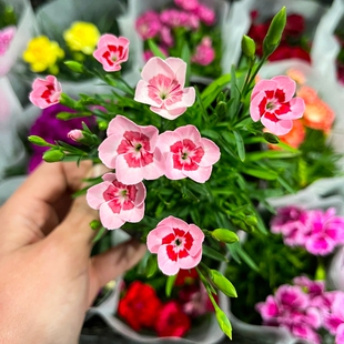 欧石竹花苗初吻石竹蜜桃派四季开花草坪多年生庭院绿化耐寒耐旱热