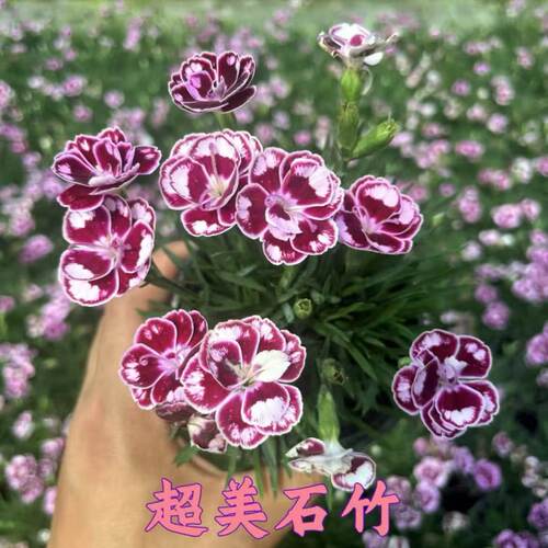 超美石竹（6盆以上包邮）花苗四季开花草耐寒耐旱庭院绿化多年生