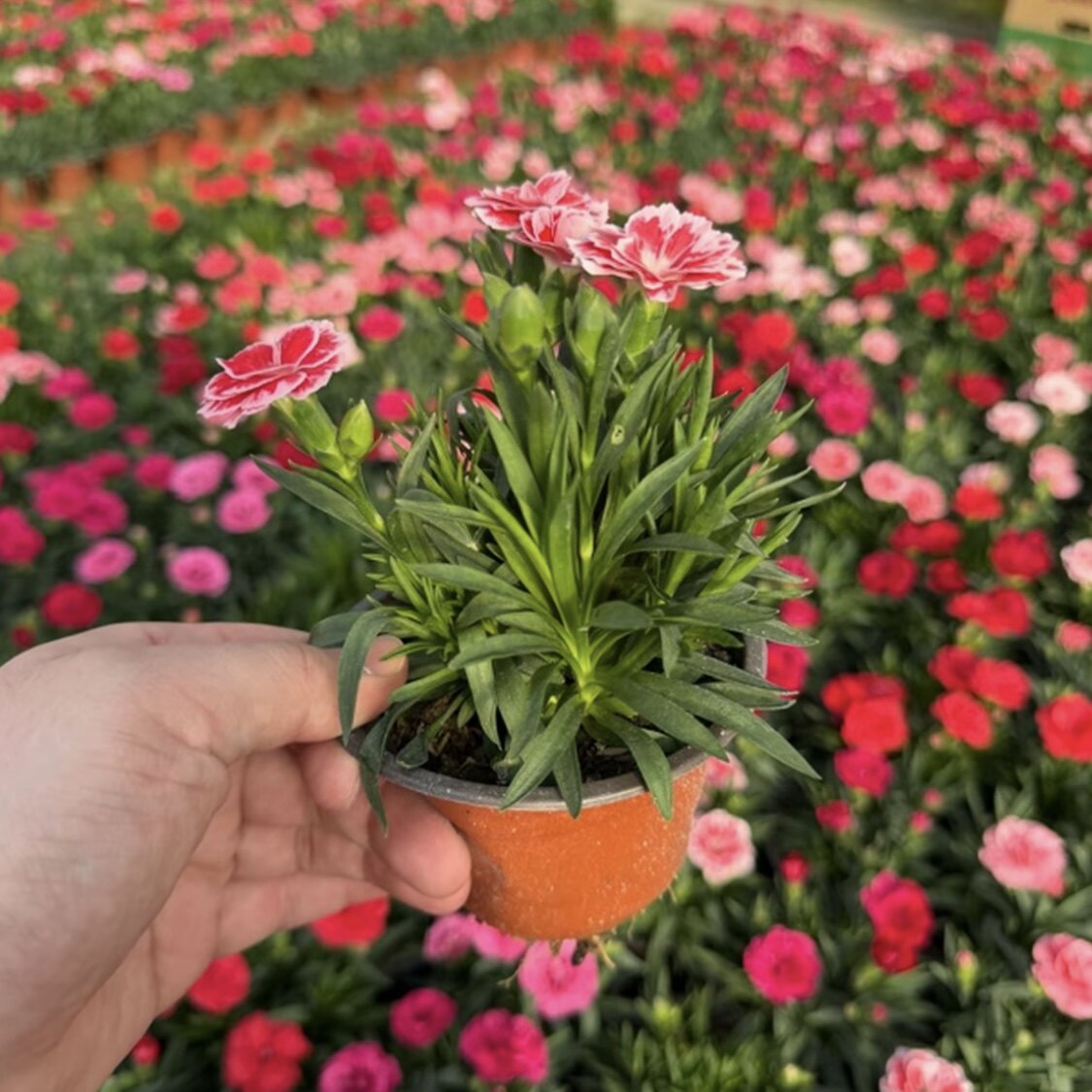 康乃馨盆栽带花苞绿植花卉石竹花苗常绿开花庭院绿化多年生易成活