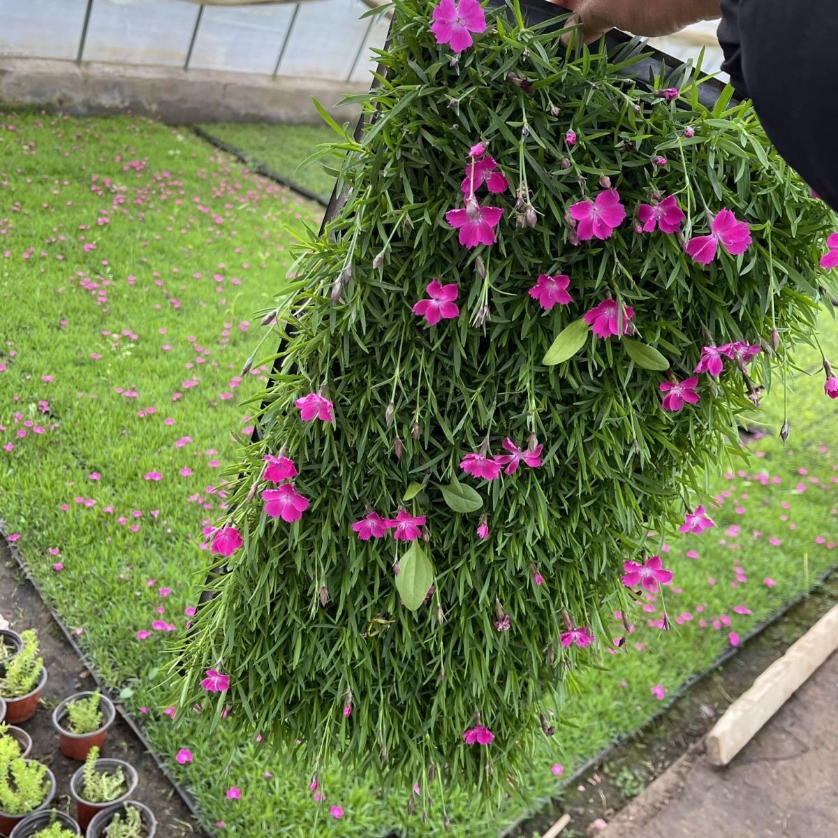 欧石竹穴盘苗多年生耐寒耐旱常绿开花草坪盆栽庭院绿化宿根花卉