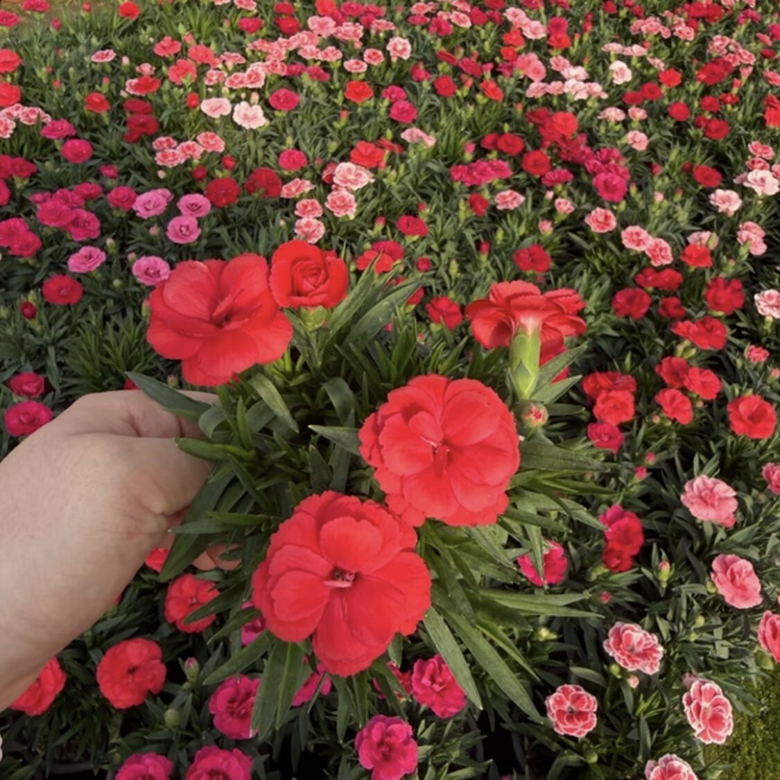 康乃馨盆栽带花苞绿植花卉石竹花苗常绿开花庭院绿化多年生易成活