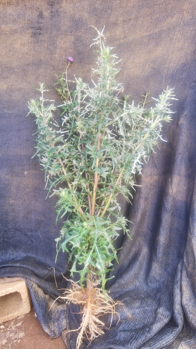 大蓟/鸡刺根/通海大蓟/食药同源煲汤用/马刺跟/是贤生