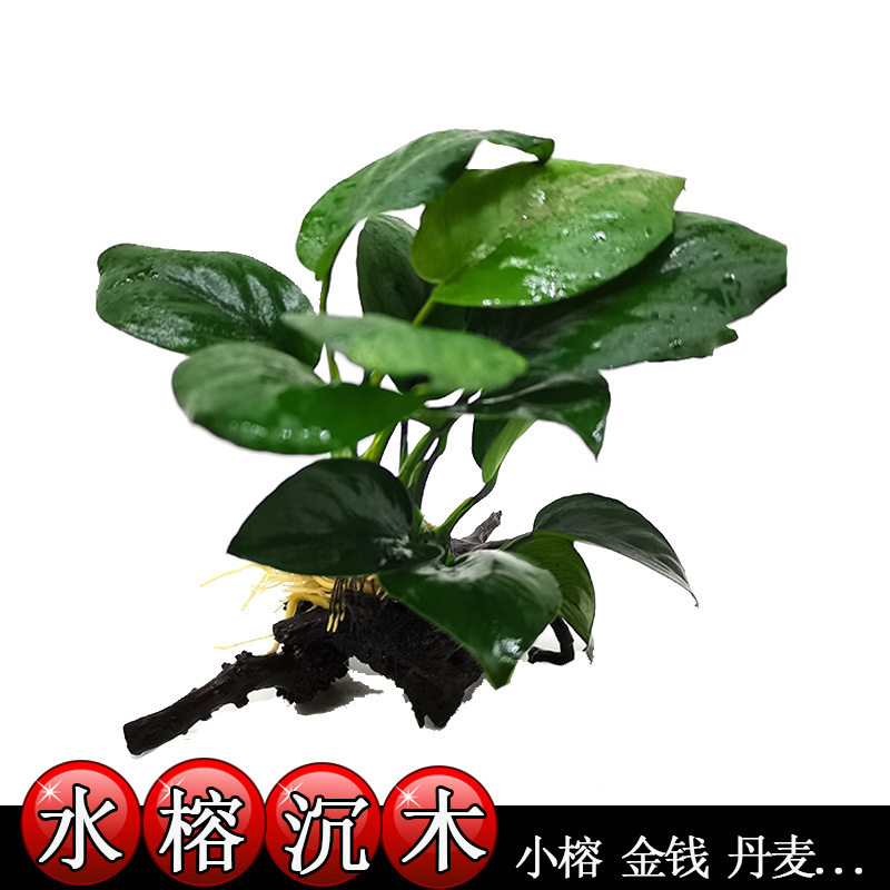 鱼缸造景观赏水榕沉木无土植物
