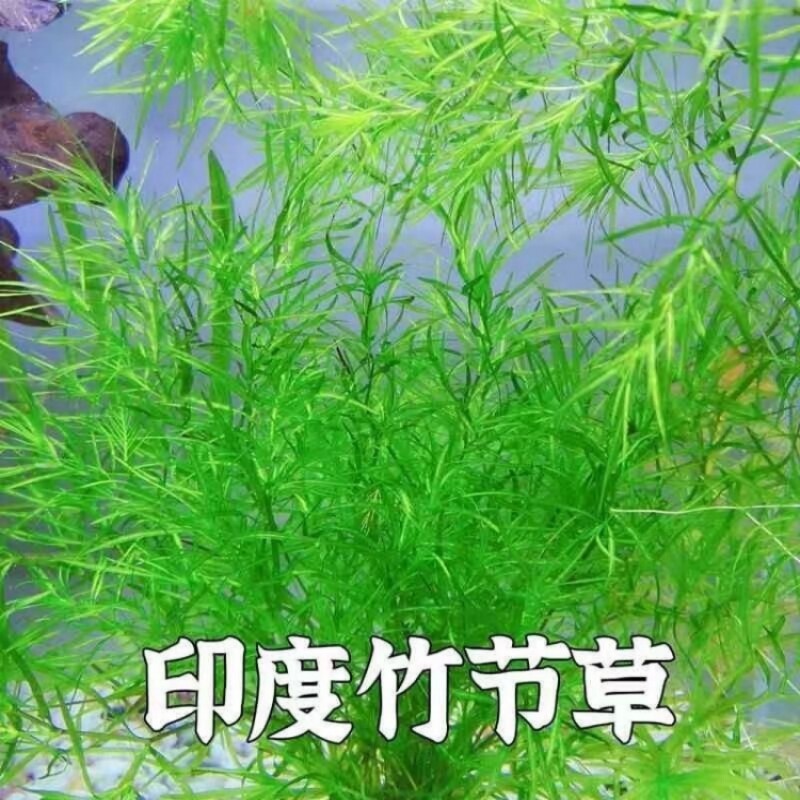 印度竹节水草金鱼草淡水鱼缸造景