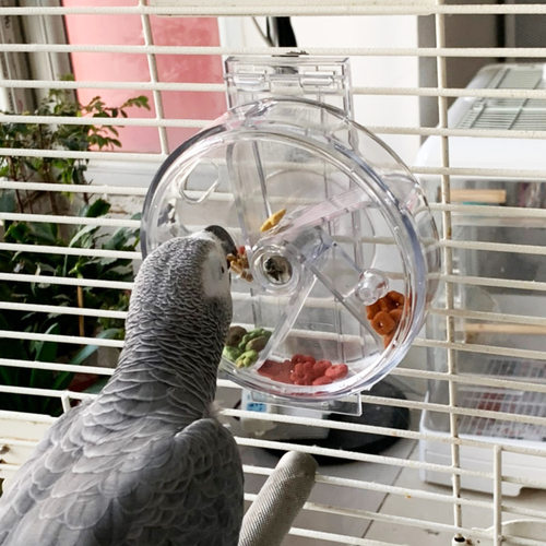 CAITEC宠物鸟玩具鹦鹉玩具