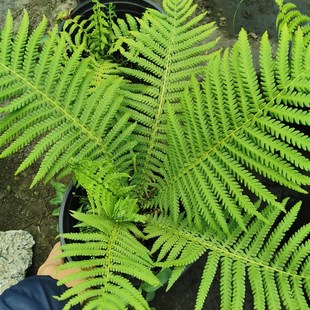 小椿日和荚果蕨半阴喜湿观叶植物庭院阳台大型绿植盆栽多年生绿植
