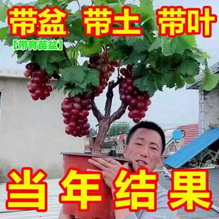 葡萄树苗阳光玫瑰大苗无籽当年结果南北方盆栽地栽阳台庭院种植