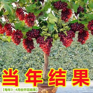 葡萄树苗特大阳光玫瑰大苗南北方盆栽地栽阳台庭院种植当年结果