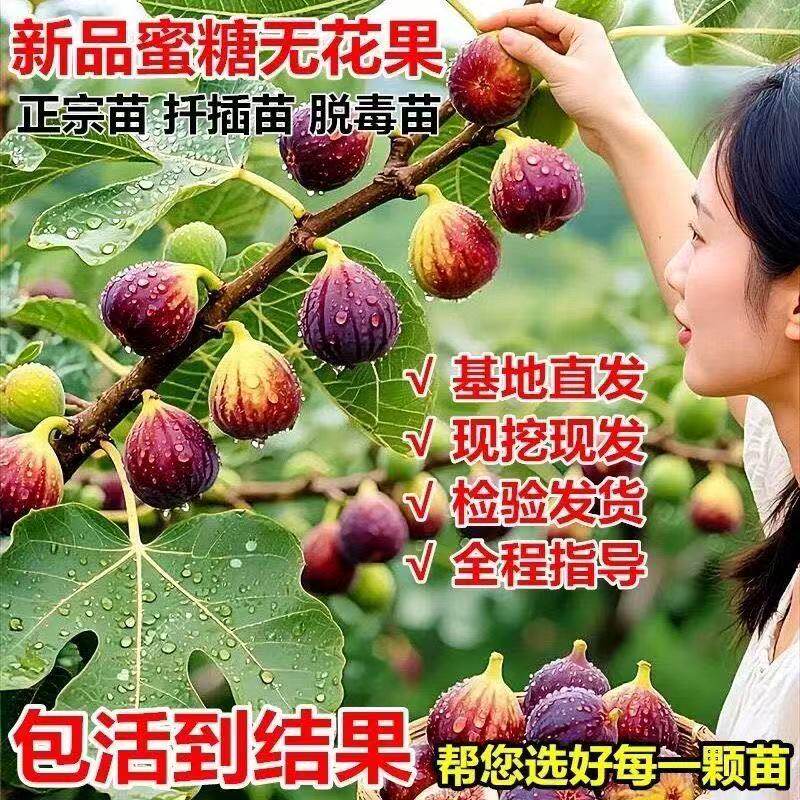 正宗丰产大果波姬红无花果树苗大苗南方北方种植盆栽地栽庭院耐寒