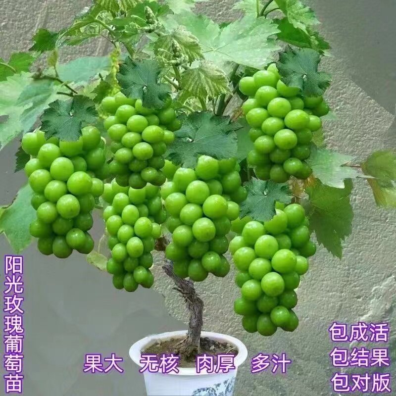 葡萄树苗阳光玫瑰大苗盆栽地栽当年结果南北方阳台庭院种植耐寒