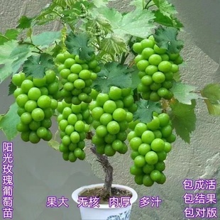 葡萄树苗阳光玫瑰大苗盆栽地栽当年结果南北方阳台庭院种植耐寒