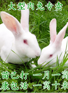 小兔子活物公母一对兔活体家养肉兔成年种兔月月兔子幼兔苗小白兔