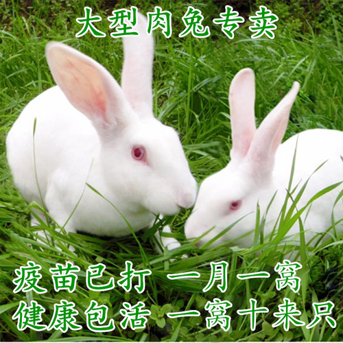 小兔子活物公母一对兔活体家养肉兔成年种兔月月兔子幼兔苗小白兔