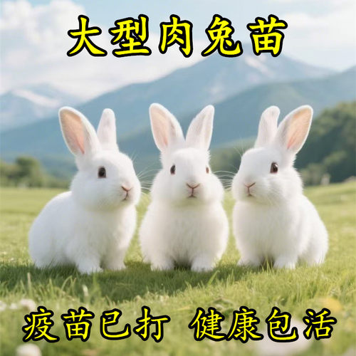 小兔子活物公母一对活苗兔活体宠物兔家养肉兔月月兔幼兔苗小白兔