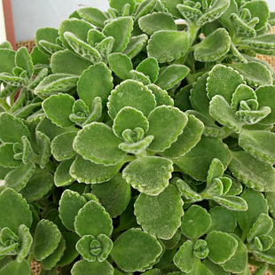 极速碰碰香花盆栽一抹香喷u喷香随手室内驱蚊多肉老桩植物香味净