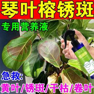 极速琴叶榕锈斑病药琴q叶榕肥料黄叶烂根干枯锈斑净叶面肥营养液