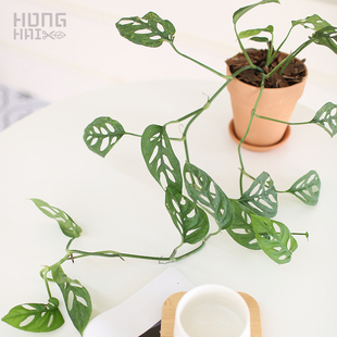极速爬藤垂吊仙洞巨洞芝士干酪蜜B汁洞洞龟背竹室内盆栽绿植净化
