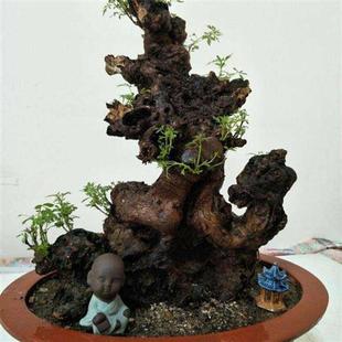 极速黄荆老桩盆景老根树r桩黄荆微盆景小品盆景老桩熟桩黄荆造型