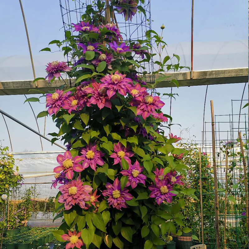 极速铁线莲苗爬藤植物q大花重瓣魔法喷泉约瑟芬银币乌托邦新幻紫