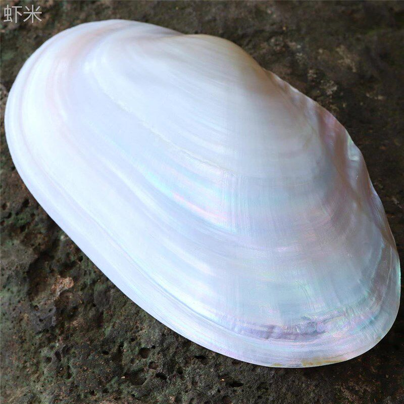 极速天然大珍珠蚌壳超大r贝壳拍摄道具海螺鱼缸水族造景摆件果盘