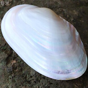 极速天然大珍珠蚌壳超大r贝壳拍摄道具海螺鱼缸水族造景摆件果盘
