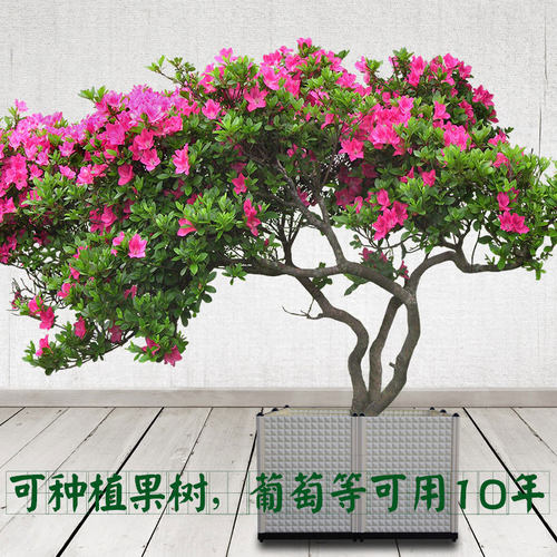 特大种果树葡萄竹子发财树深花盆户外庭院露台花箱花槽种树种植箱