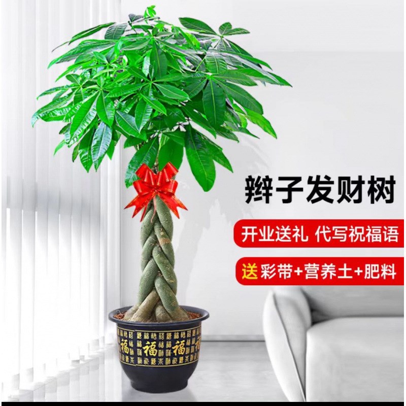 发财树客厅大型盆栽摇钱树幸福树办公室内落地装饰招财真绿植盆景