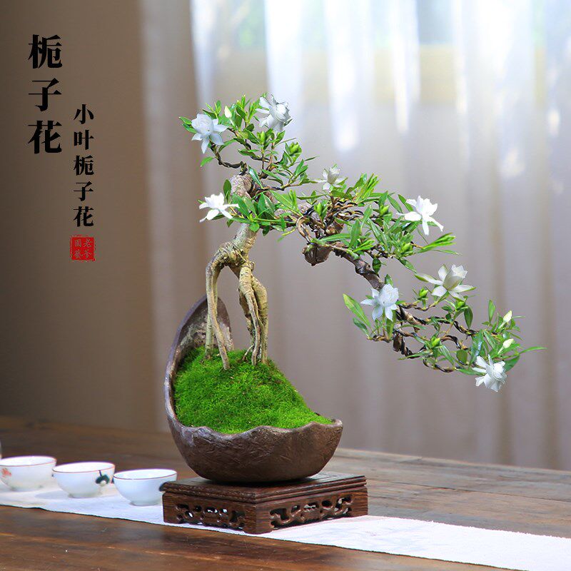 栀子花盆栽老桩盆景室内花卉植物四季悬崖造型树苗开花香味绿植