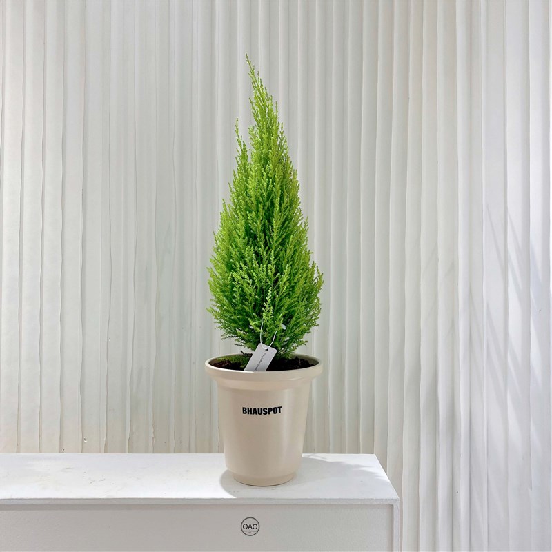 香松盆栽阳台桌面观叶风清新柠檬植物香冠柏圣诞小松装饰创意绿植图片