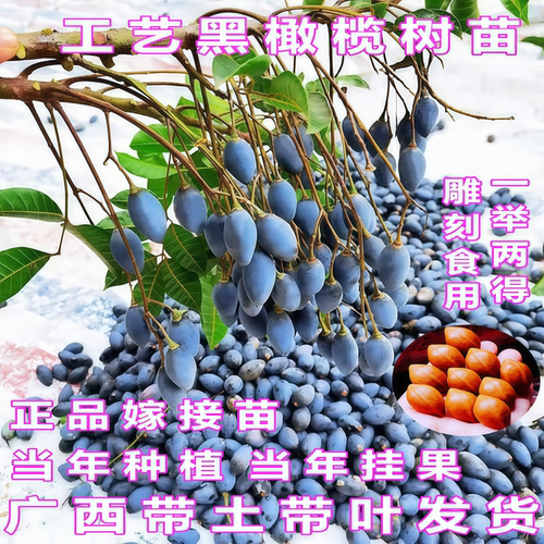 黑橄榄嫁接工艺乌橄榄苗当年结果