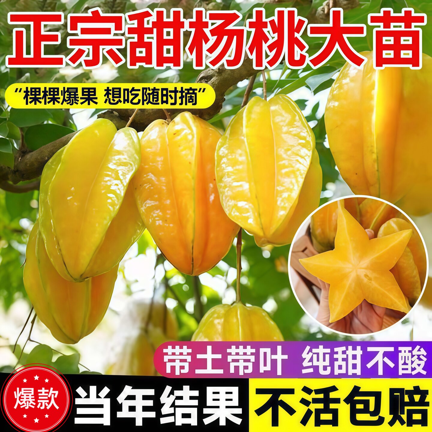 脆甜无渣四季甜杨桃嫁接苗图片