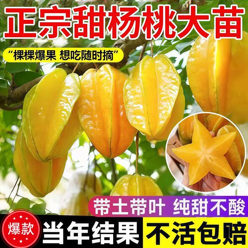 脆甜无渣四季甜杨桃嫁接苗