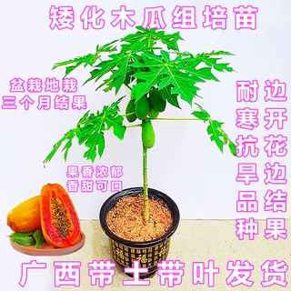 水果木瓜苗矮化冰糖红心木瓜苗四季庭院盆地裁当年结果青木瓜树苗