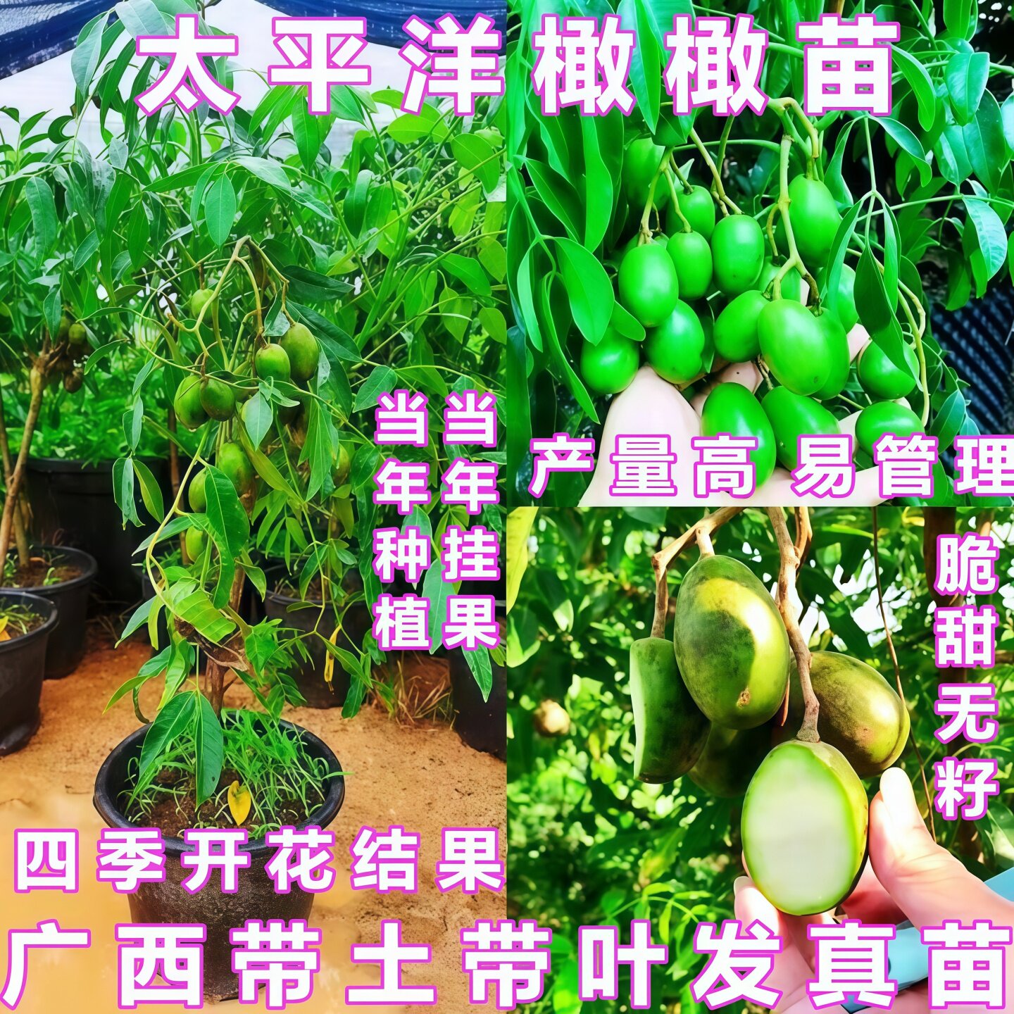 太平洋甜橄榄苗脆甜无核四季水果橄榄树苗阳台庭院盆栽地当年结果