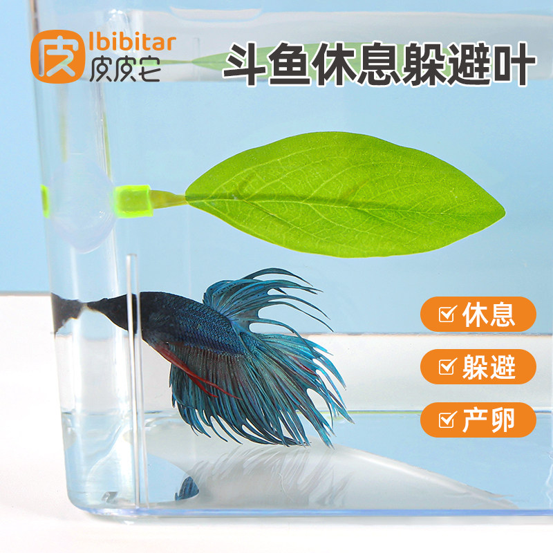 皮皮它斗鱼休息躲避叶子图片