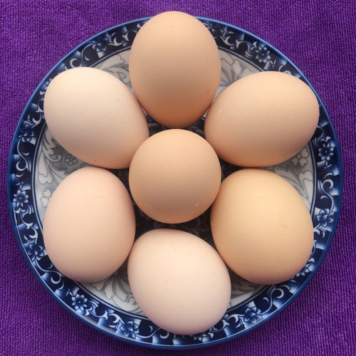 湖北恩施高山富硒 新鲜放养农家鸡蛋草柴土鸡蛋宣恩鸡蛋土特产