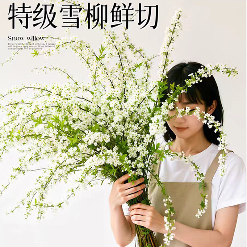 雪柳鲜枝带芽水养鲜花插花水培植物花卉室内花桌面盆栽客厅绿植