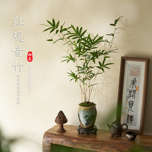 红观音竹室内盆栽苔藓球水培植物