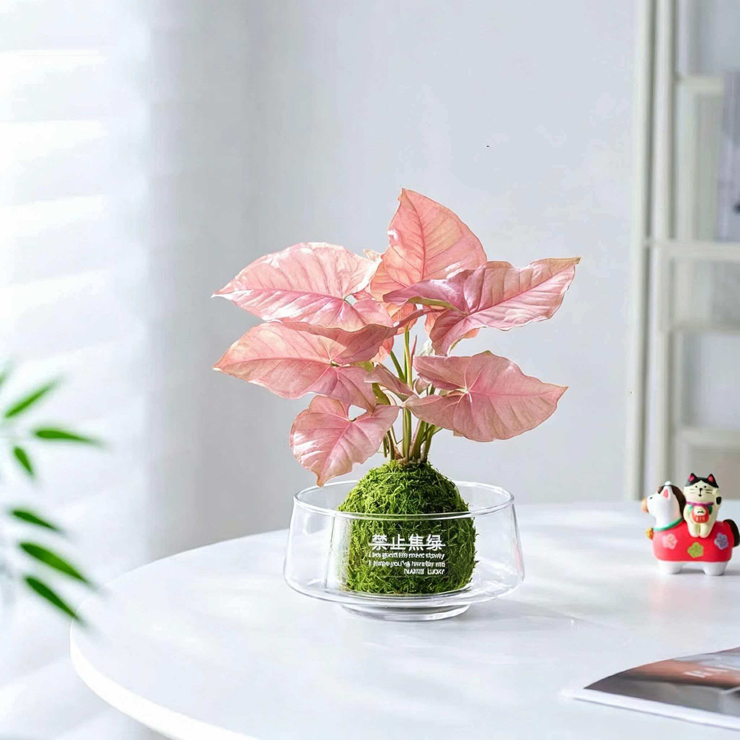 粉色恋人合果芋彩叶芋苔藓球植物室内办公室桌面绿植红粉佳人盆栽