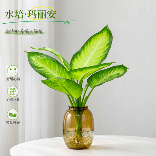 水培植物春羽桌面观叶青苹果竹芋