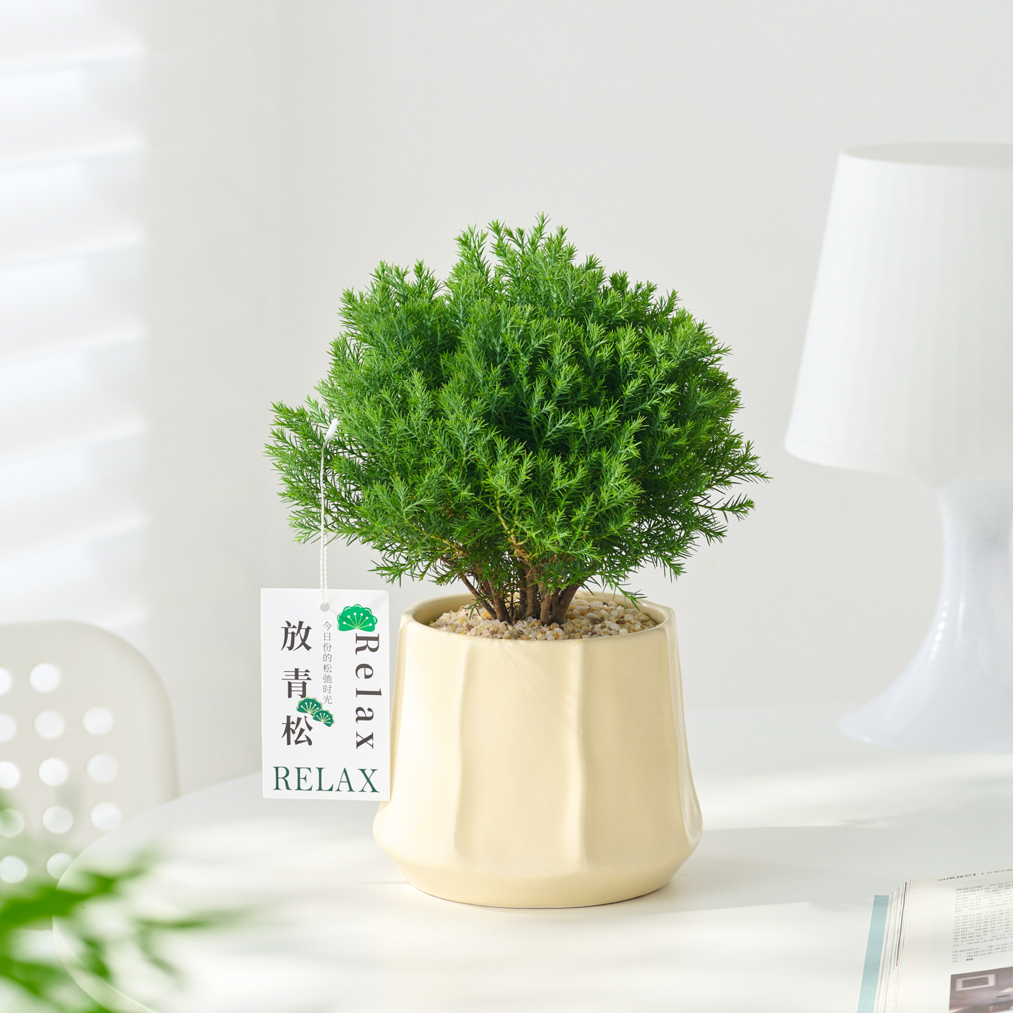 放青松雾凇情绪稳定小盆栽植物室内办公室工位桌面绿植四季好养活