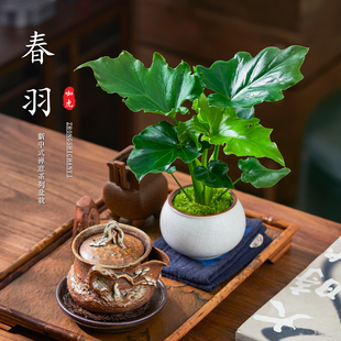 常青耐荫懒人好养活 春羽盆栽植物室内办公室桌面绿植净化空气四季