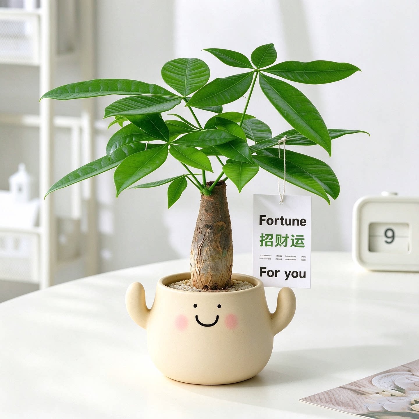 放青松雾凇盆栽室内办公室桌面发财树招财植物幼儿园绿植好养礼物