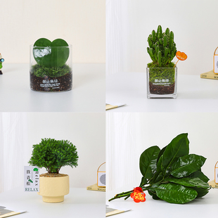 万重山一片心多肉植物小盆栽室内花办公室工位桌面绿植雾凇柚子叶