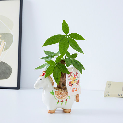 办公室内桌面花卉绿植盆栽带花苞